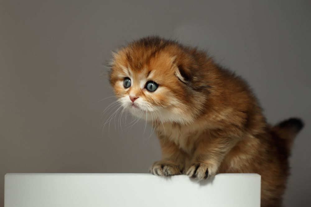 Photograph by Elena Guseva