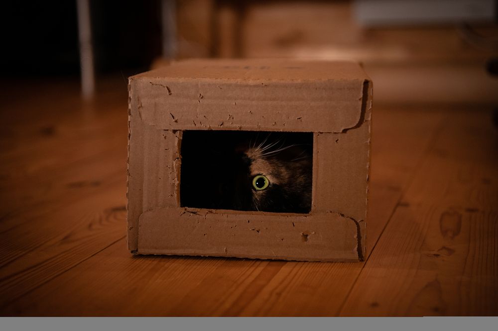 Фотография автора Екатерина Лапаева