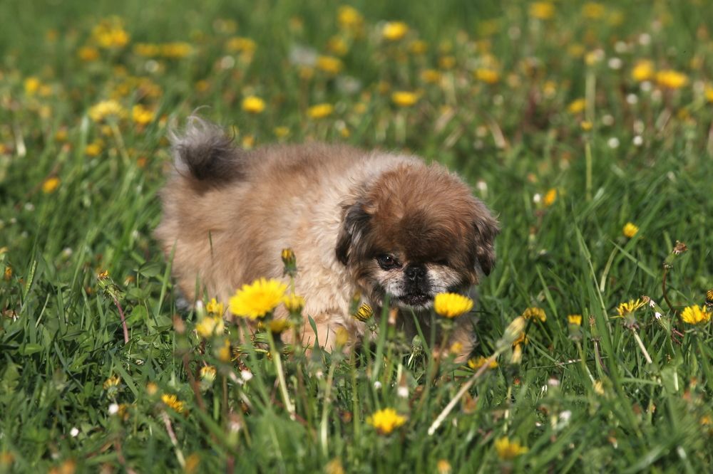 Наше счастье в друзьях наших меньших