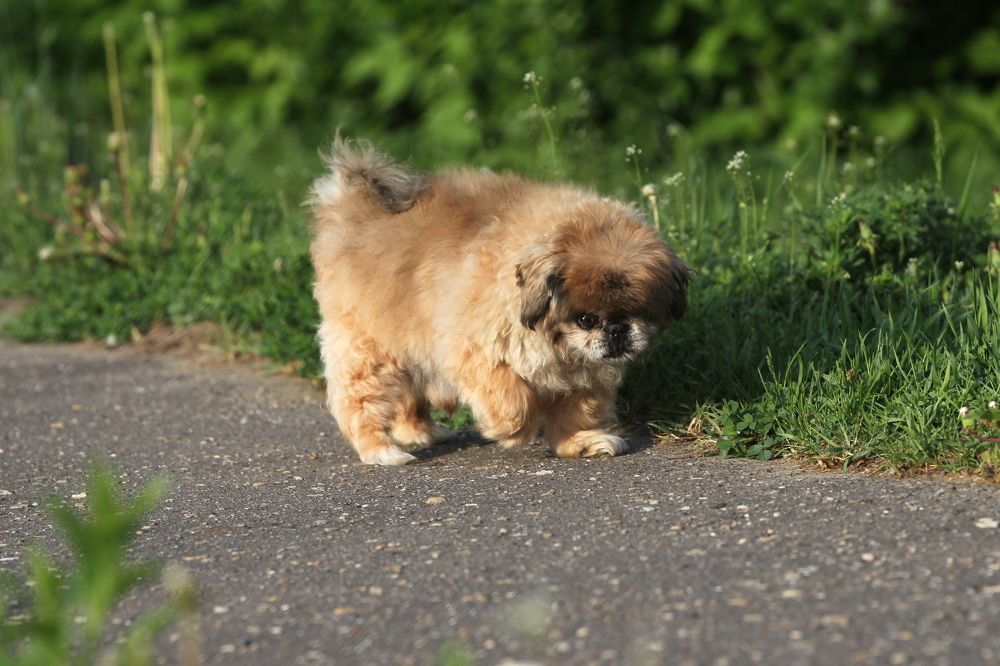 Наше счастье в друзьях наших меньших