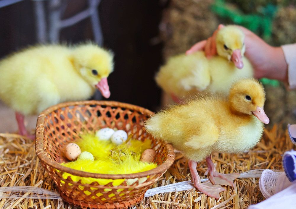 Очаровательные малыши на проекте