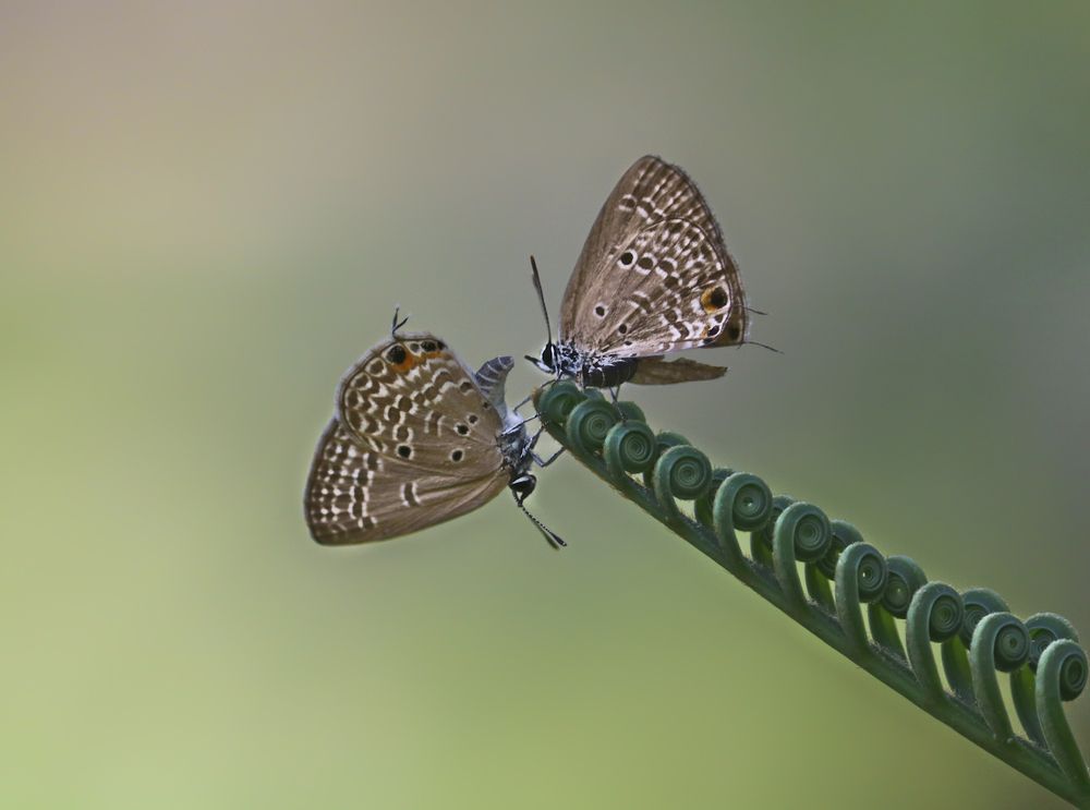 Photograph by Iman Bandara