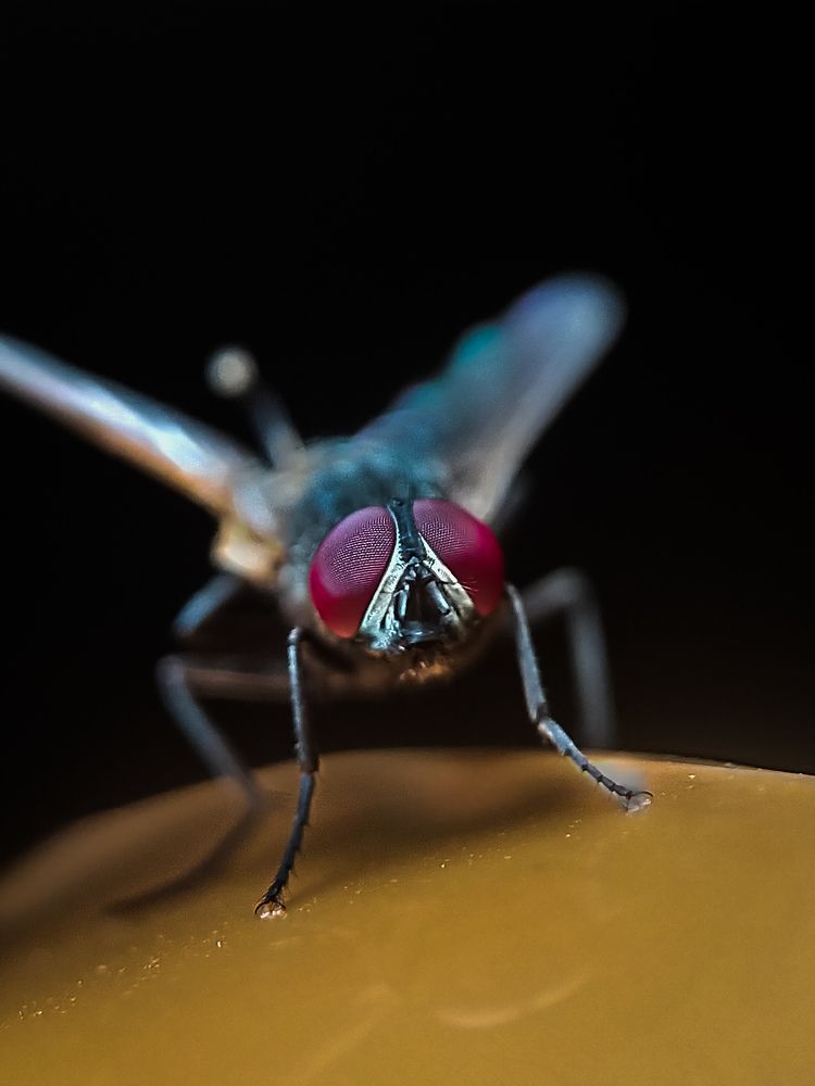 Photograph by Shahriyer Rashid Shuvo