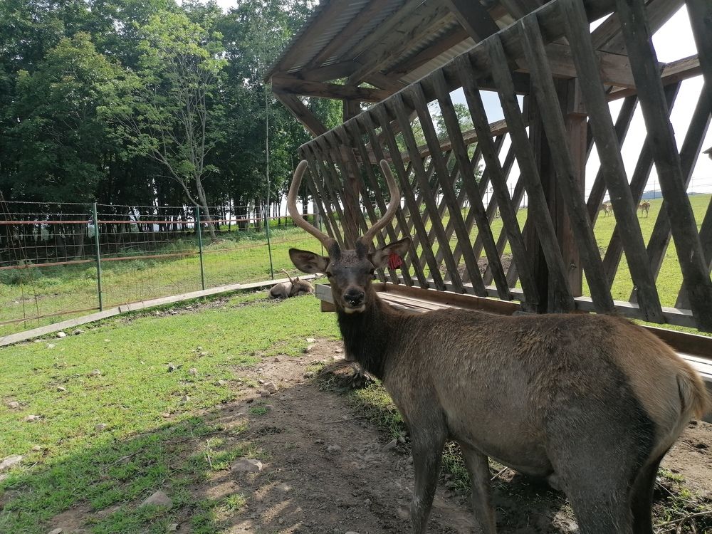 Единственная на Дальнем Востоке Мараловая ферма