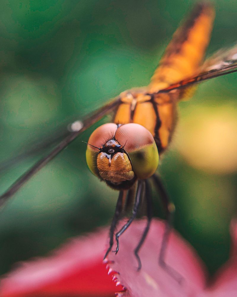 Photograph by Anagha Peethambaran