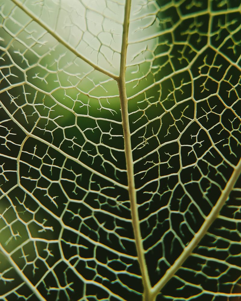 Web of veins