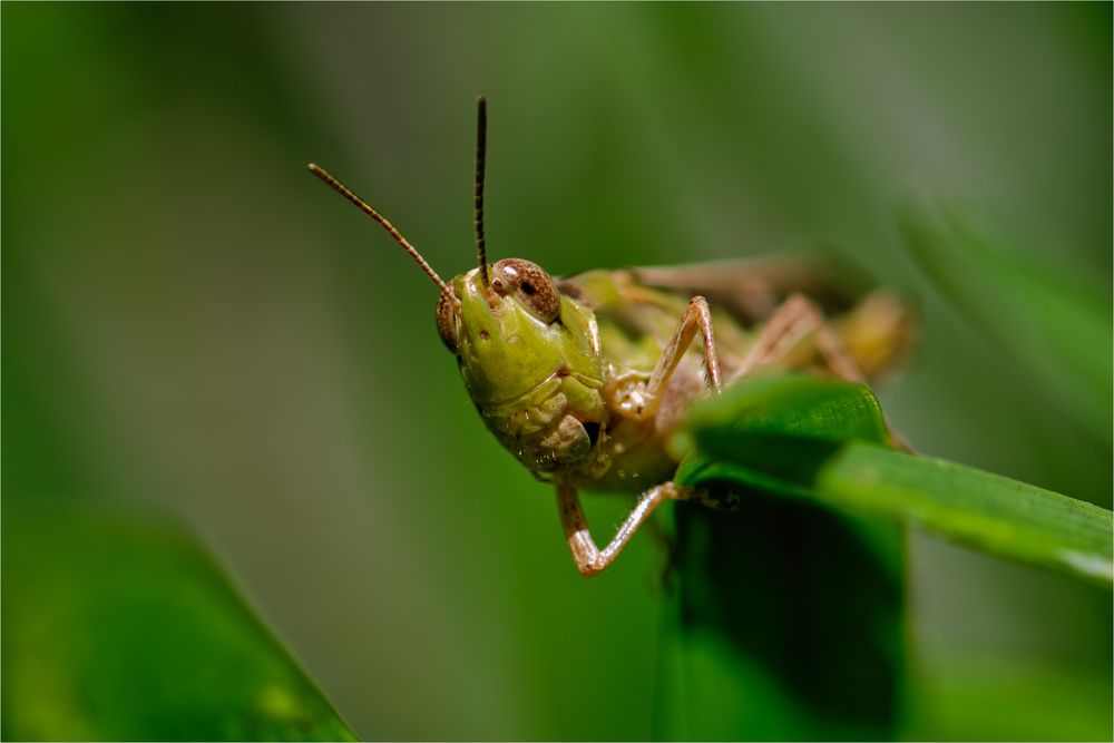 Фотография автора David Botha