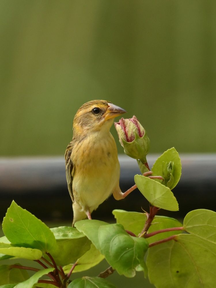 Photograph by Maya Uday Patil