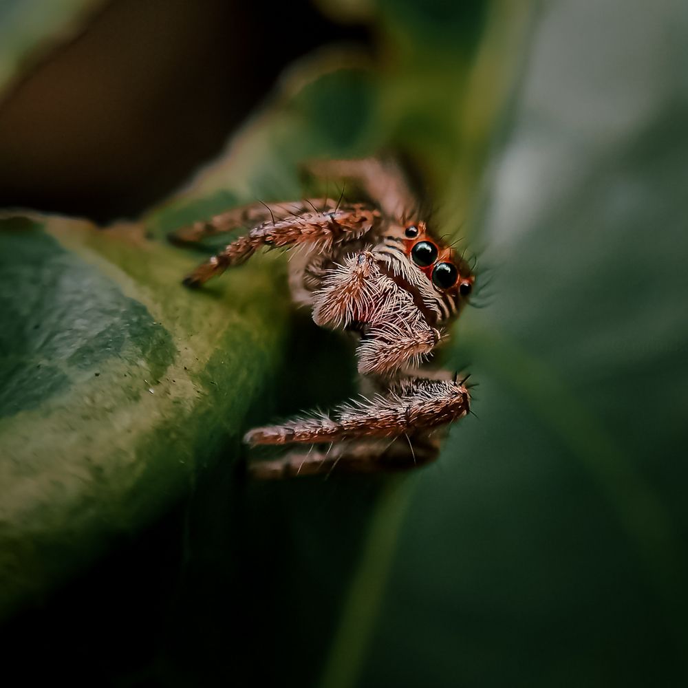 Jumping spider spp.