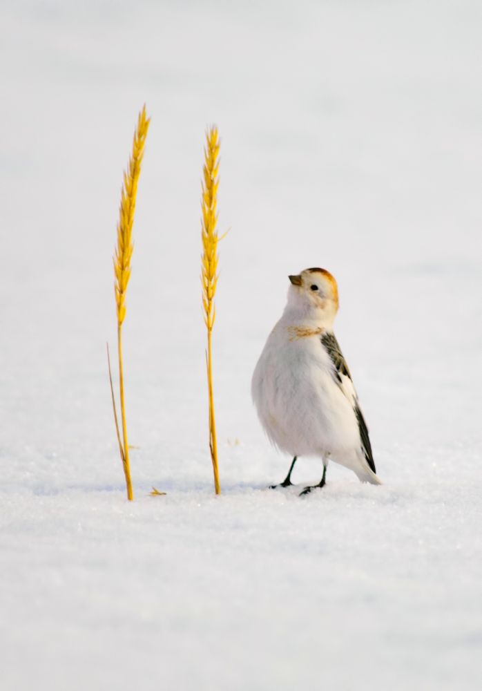 Какую бы отведать?