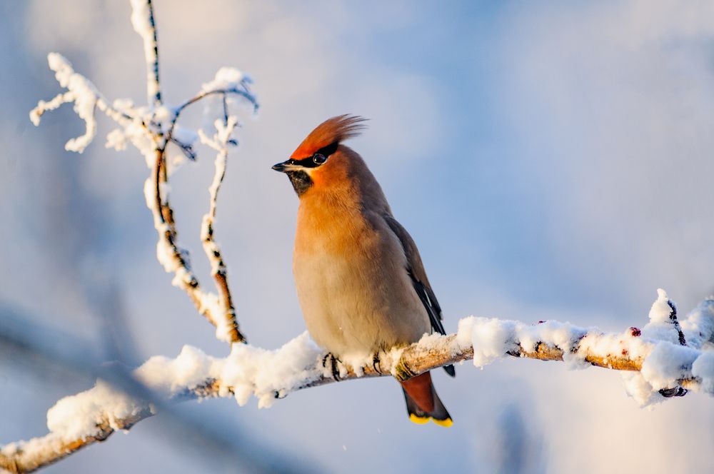 Гордый свиристель.