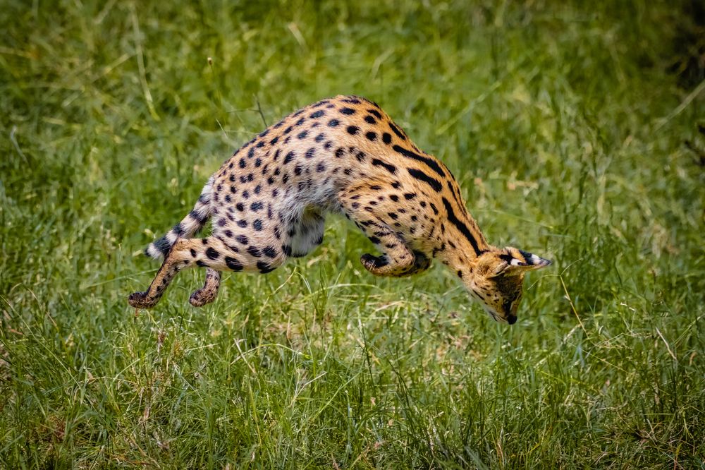 Serval Cat on a hunting mode