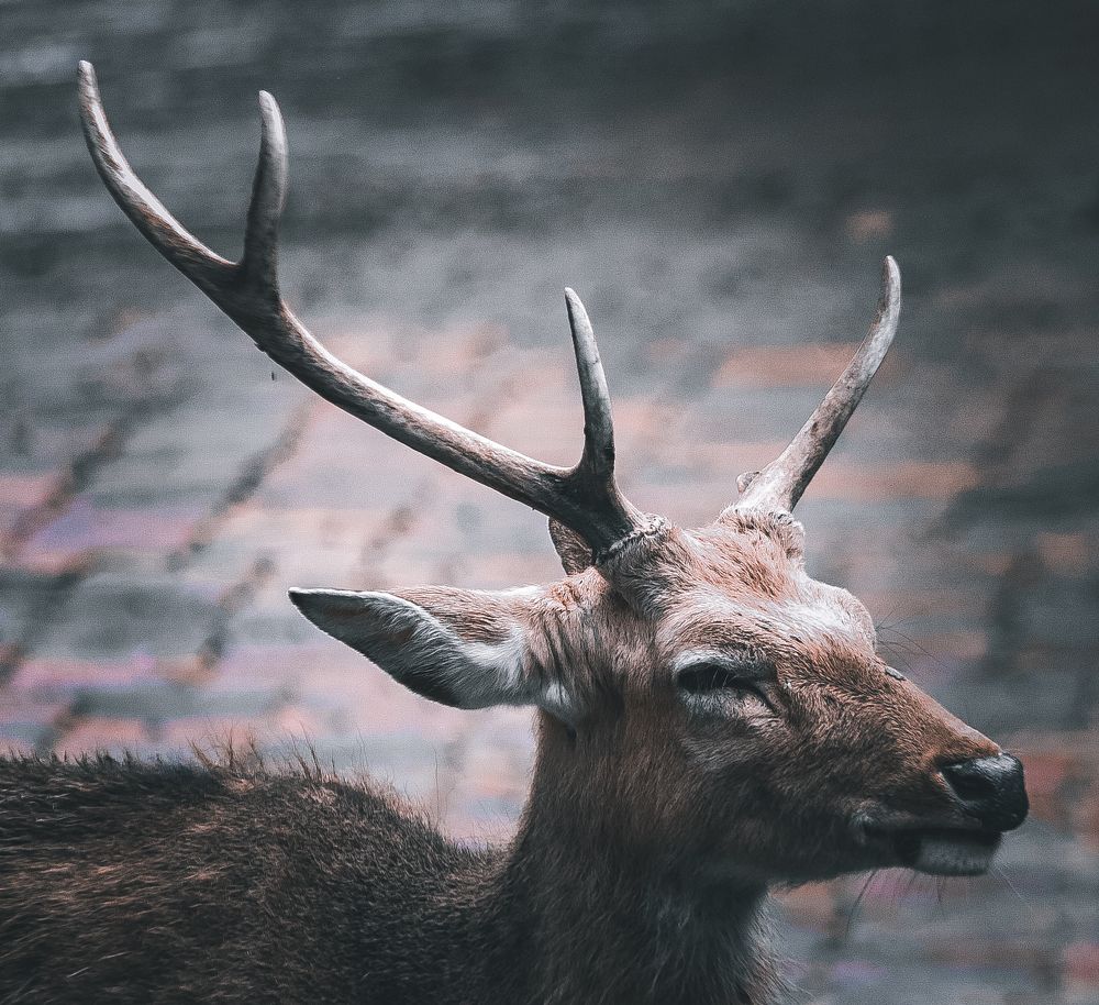 Photograph by Le Gray