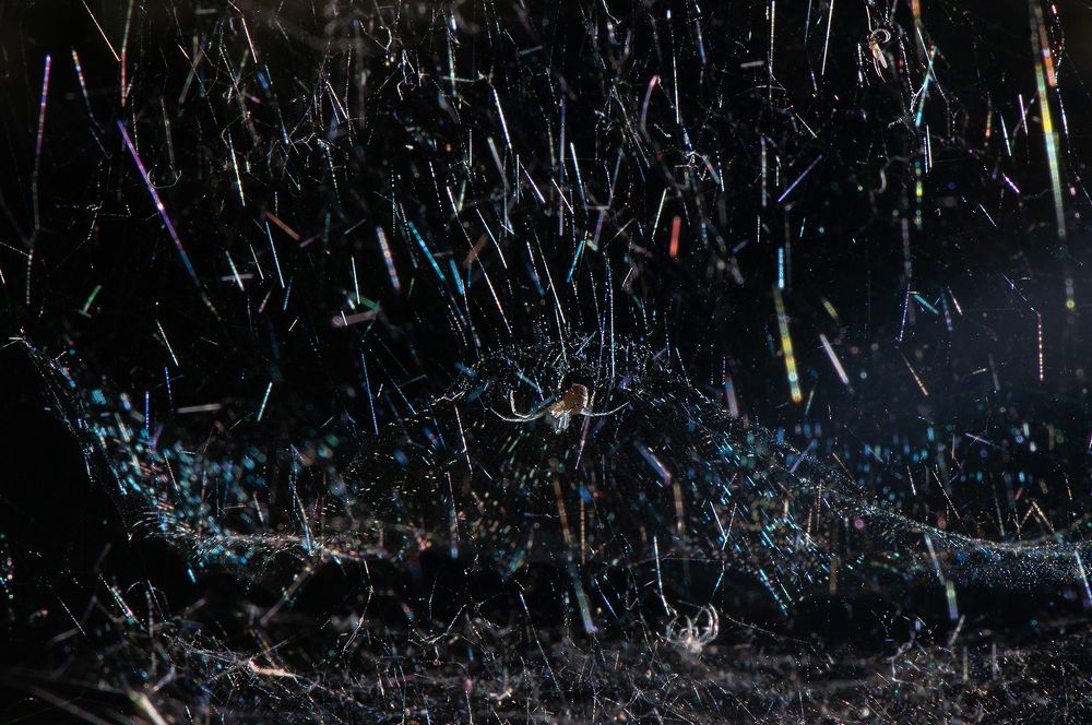 Photograph by Chamara Sulakkhana Polwatta Siriyalage