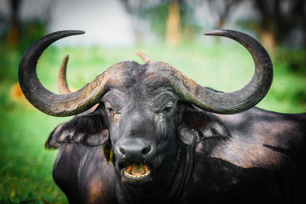 Resting Cape Buffalo