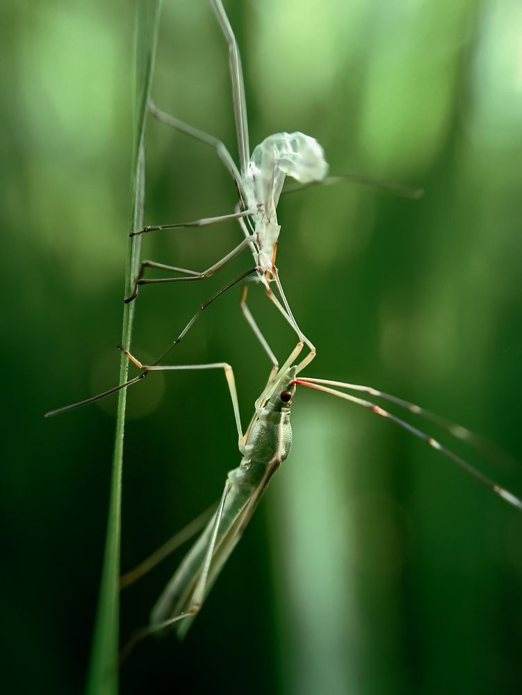 Rice ear bug (insect)