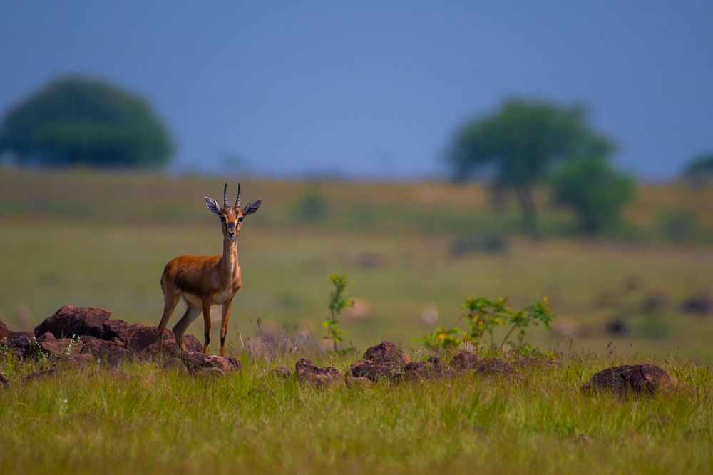 Indian Gazelle