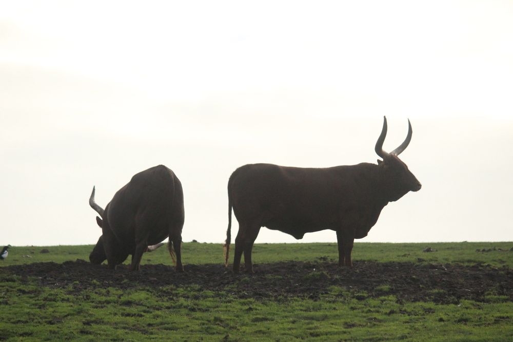 Photograph by Sharad vadoliya