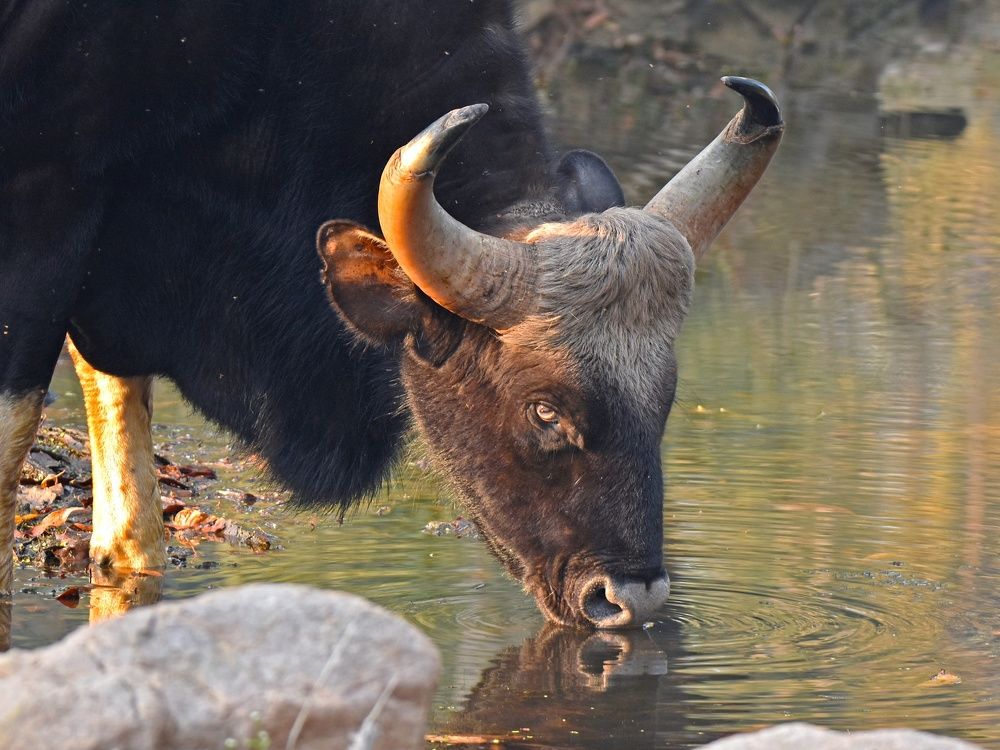 Red Bull needs a Drink.