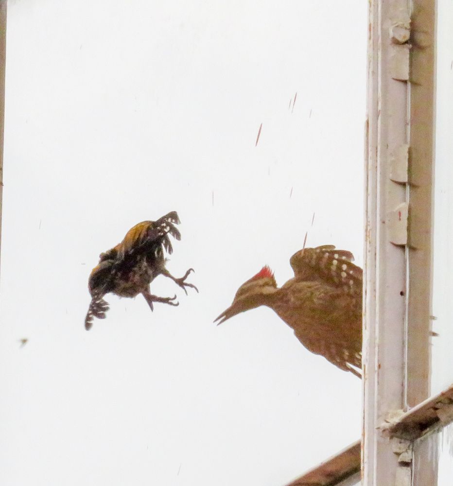 Photograph by Susmita Paul