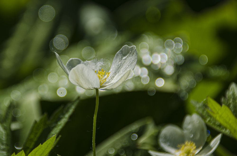 Photograph by 