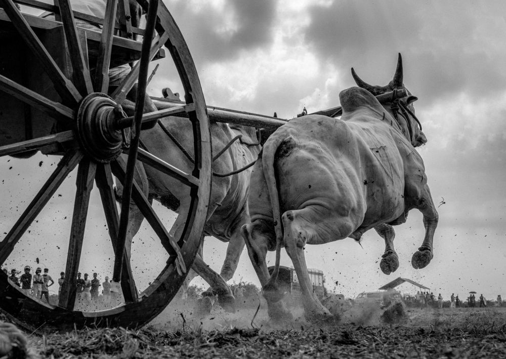 THE BULLOCK CART RIDING
