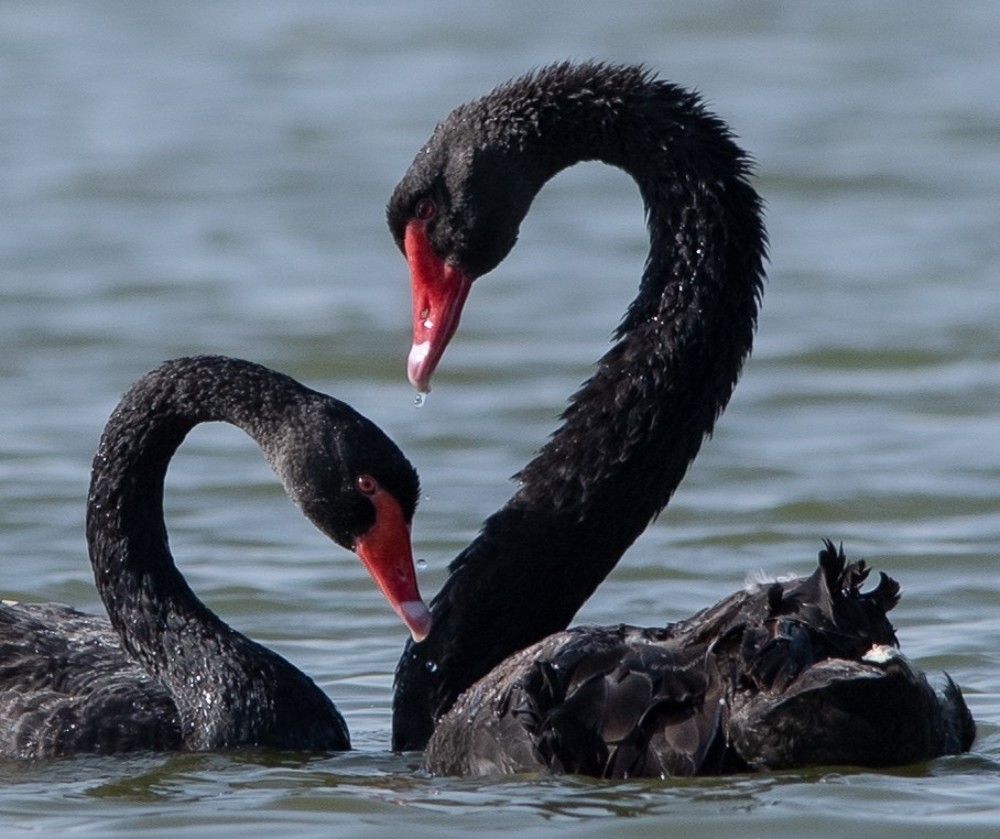 Photograph by Shima Hussni