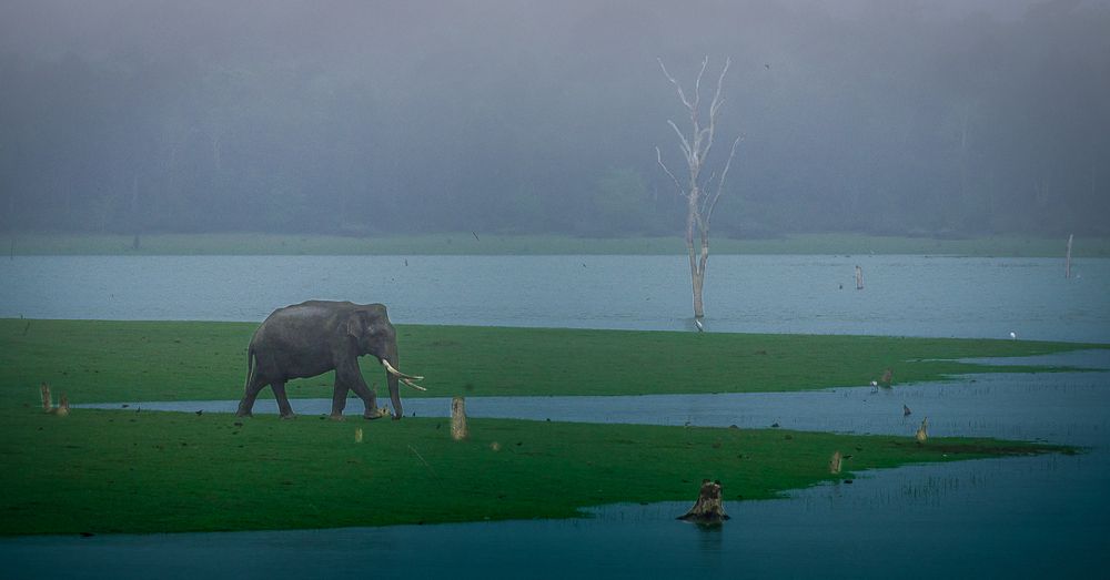 Photograph by Bidyut Saikia