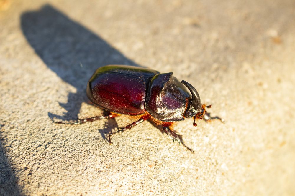 Жук-носорог