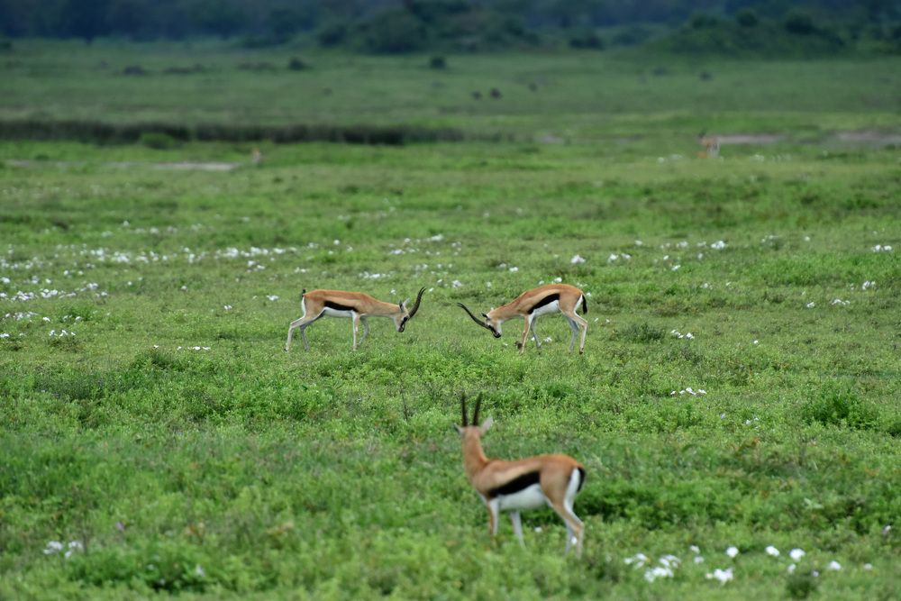 Photograph by Наталья Ляшенко