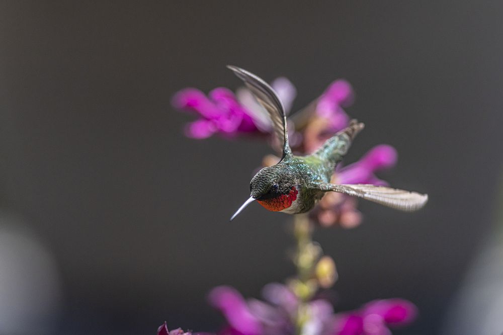 Ruby throated hummingbird