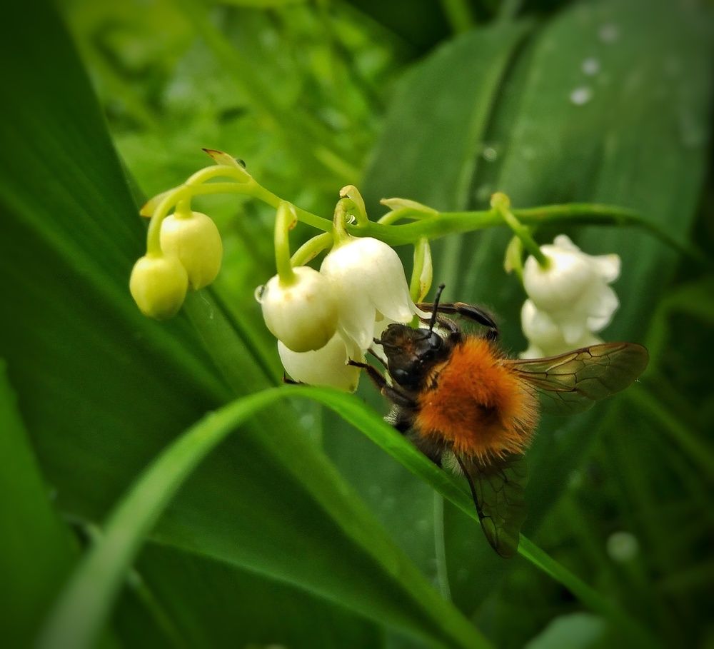 Фотография автора Виктор Конев