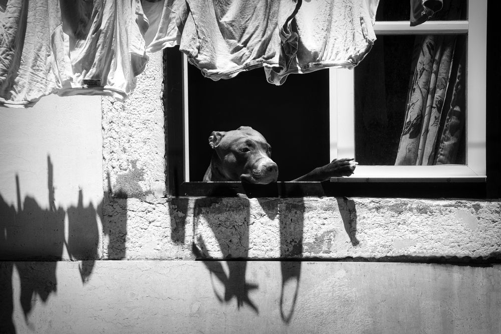 Photograph by Nuno Lorga