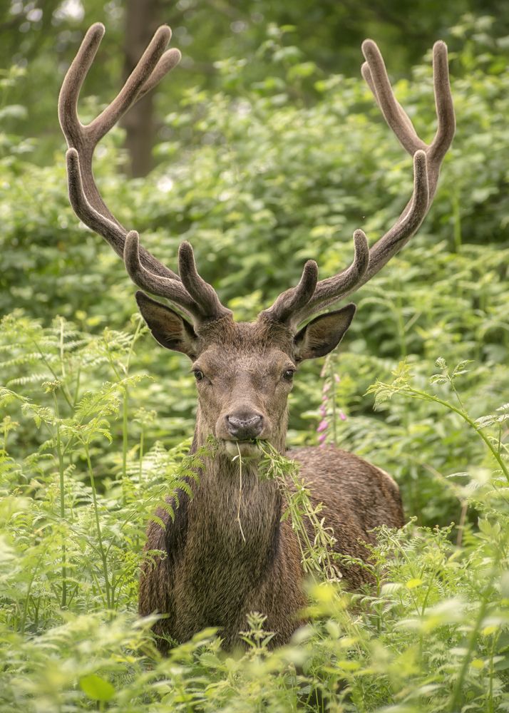 Фотография автора DORIN BOTA