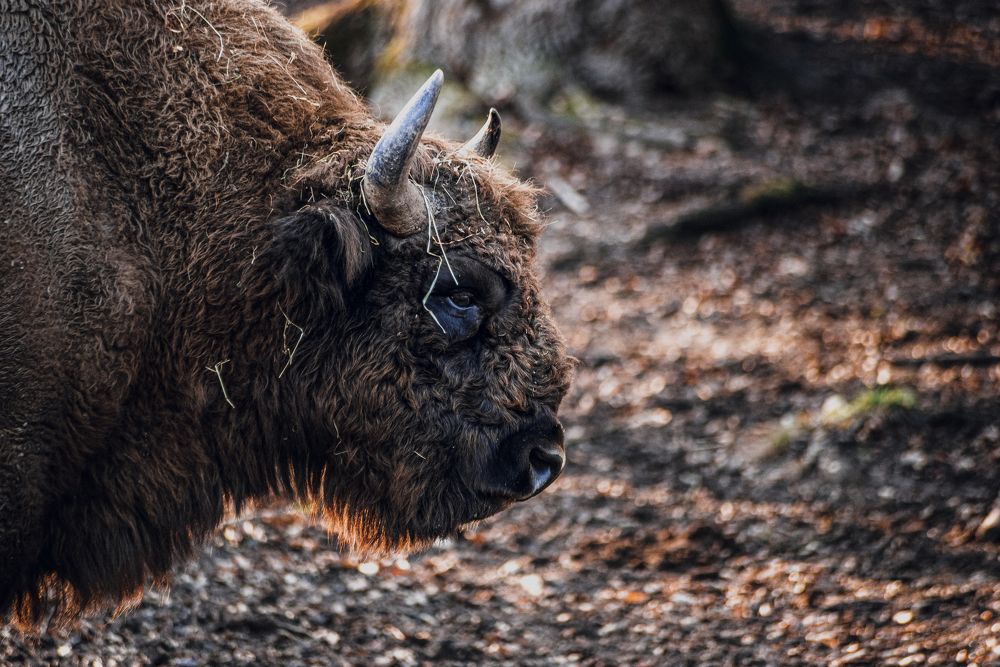 Photograph by DORIN BOTA