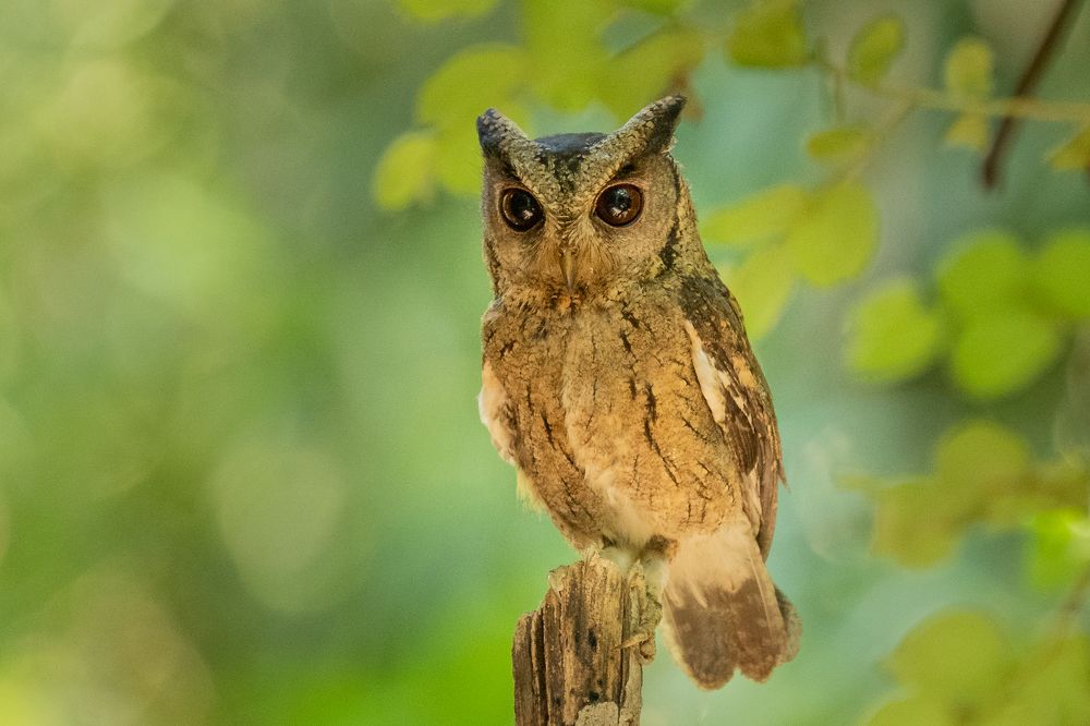 Photograph by Muralitharan M