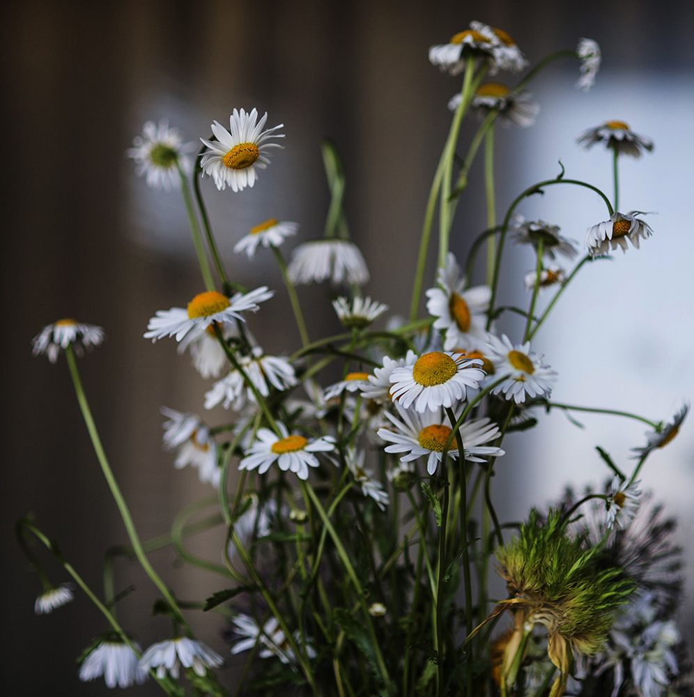 Ромашки в доме