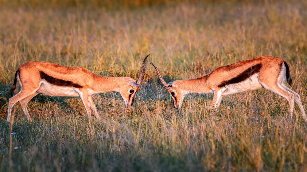 Photograph by Sasidhar Ravinuthala