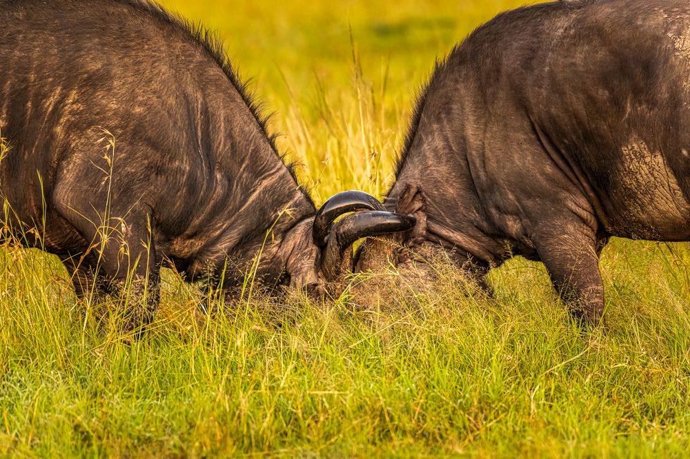 Photograph by Sasidhar Ravinuthala