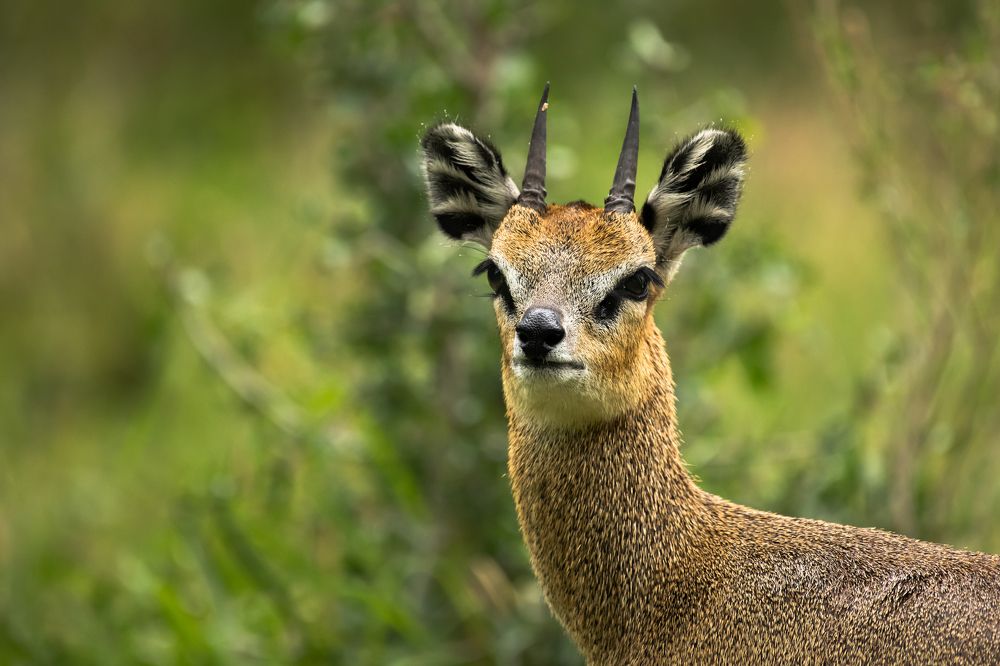 Klipspringer's Look