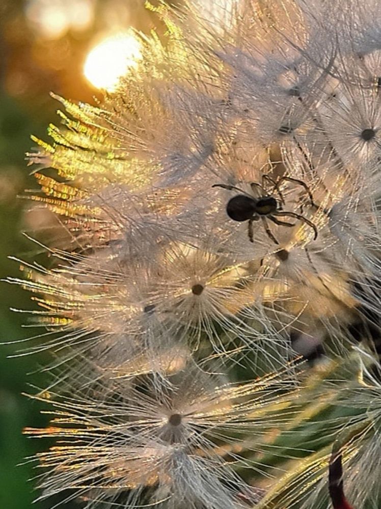 Волшебный мир одуванчиков.