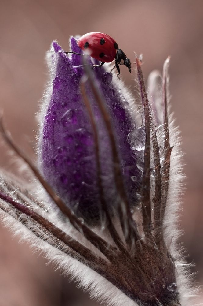 Photograph by Расторгуева Оксана