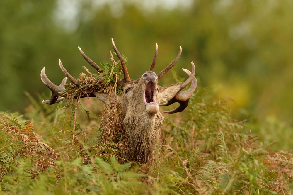 Roaring stag