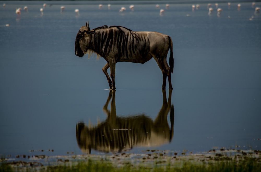 Photograph by Murad Rajabali Habib