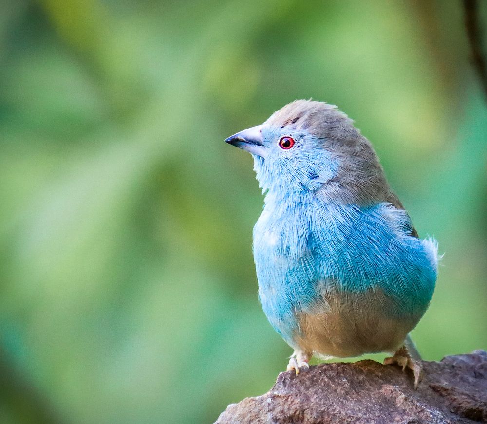 Blue Waxbill