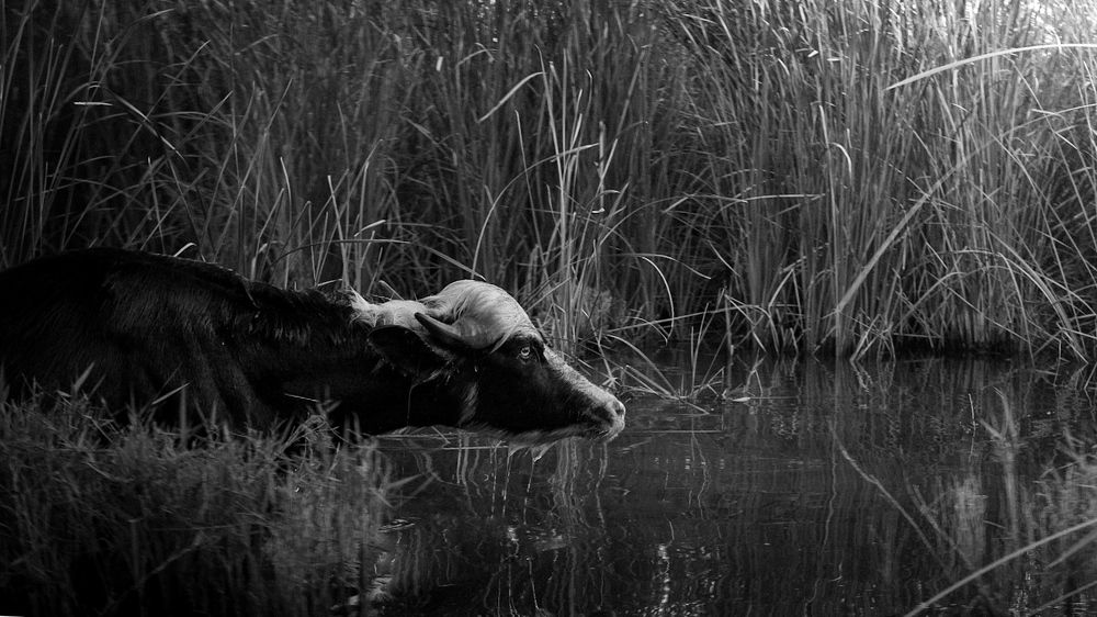 Photograph by SAJAD ABD ALALAH