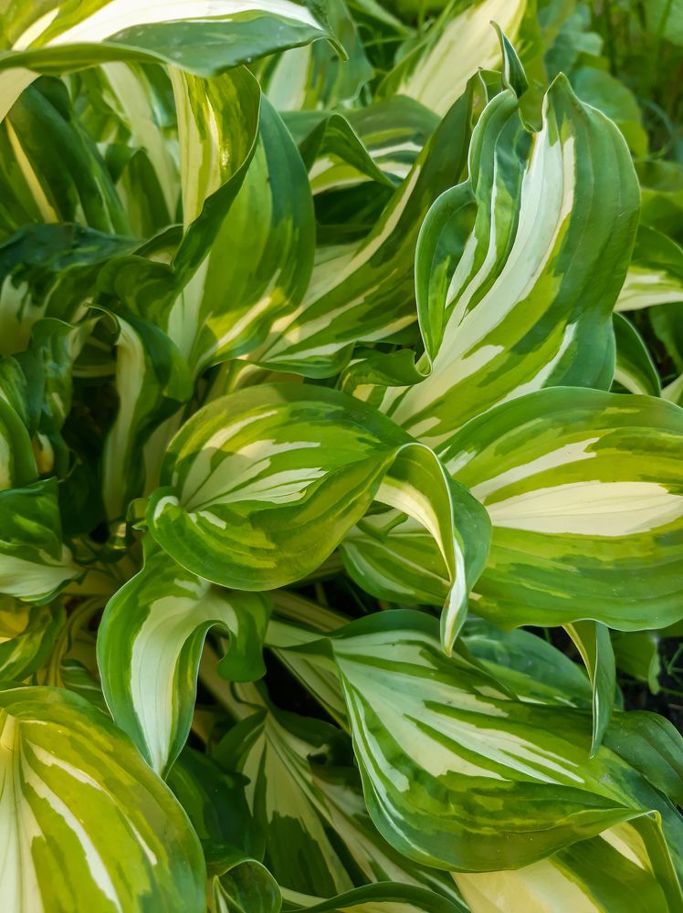 Фотография автора Светлана Дунаева