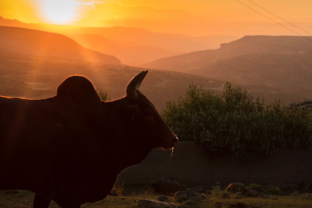 Photograph by Elias Gebrebrhan