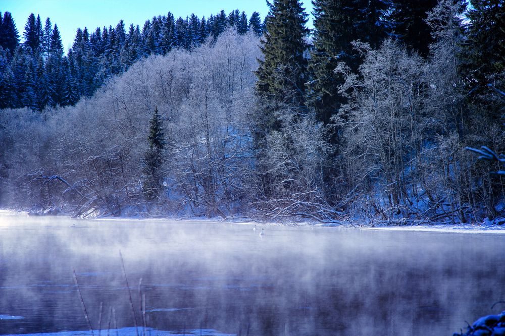 Winter fog and swans on the Nidelva river.