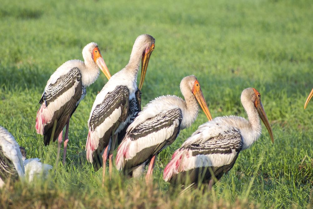 Photograph by mayur shrimali